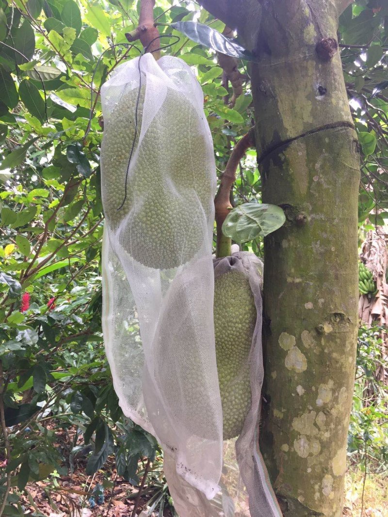海南新鲜黄肉菠萝蜜非红菠萝蜜一件代发电商微商对接24时发