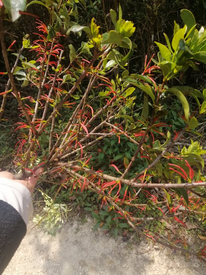 寄生草杂寄生干货切断