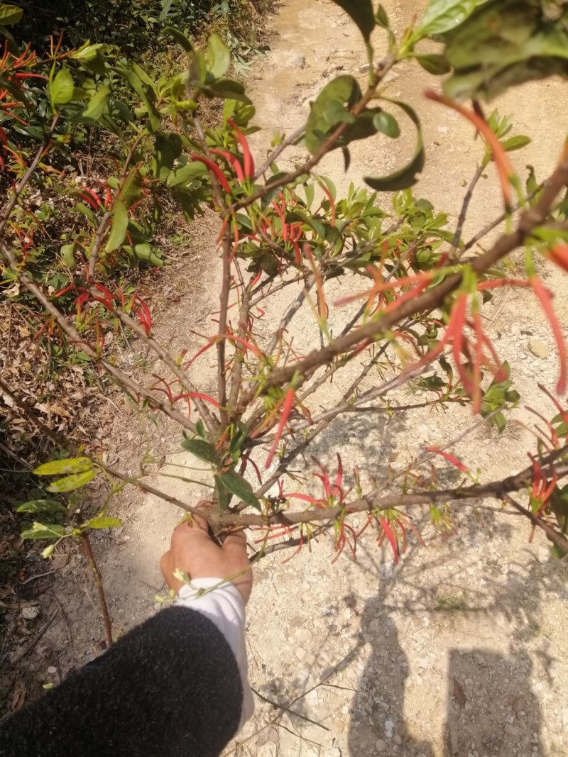 寄生草杂寄生干货切断