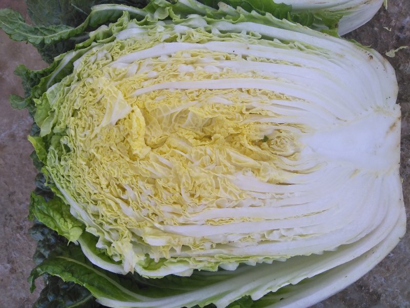 大白菜