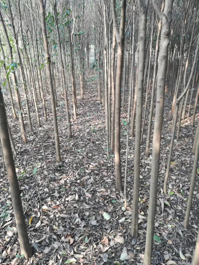 【热卖】大叶女贞，可视频看货，支持线上交易