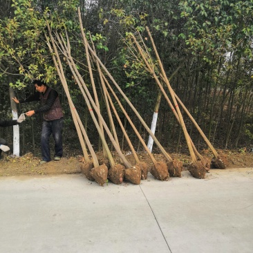【热卖】大叶女贞，可视频看货，支持线上交易