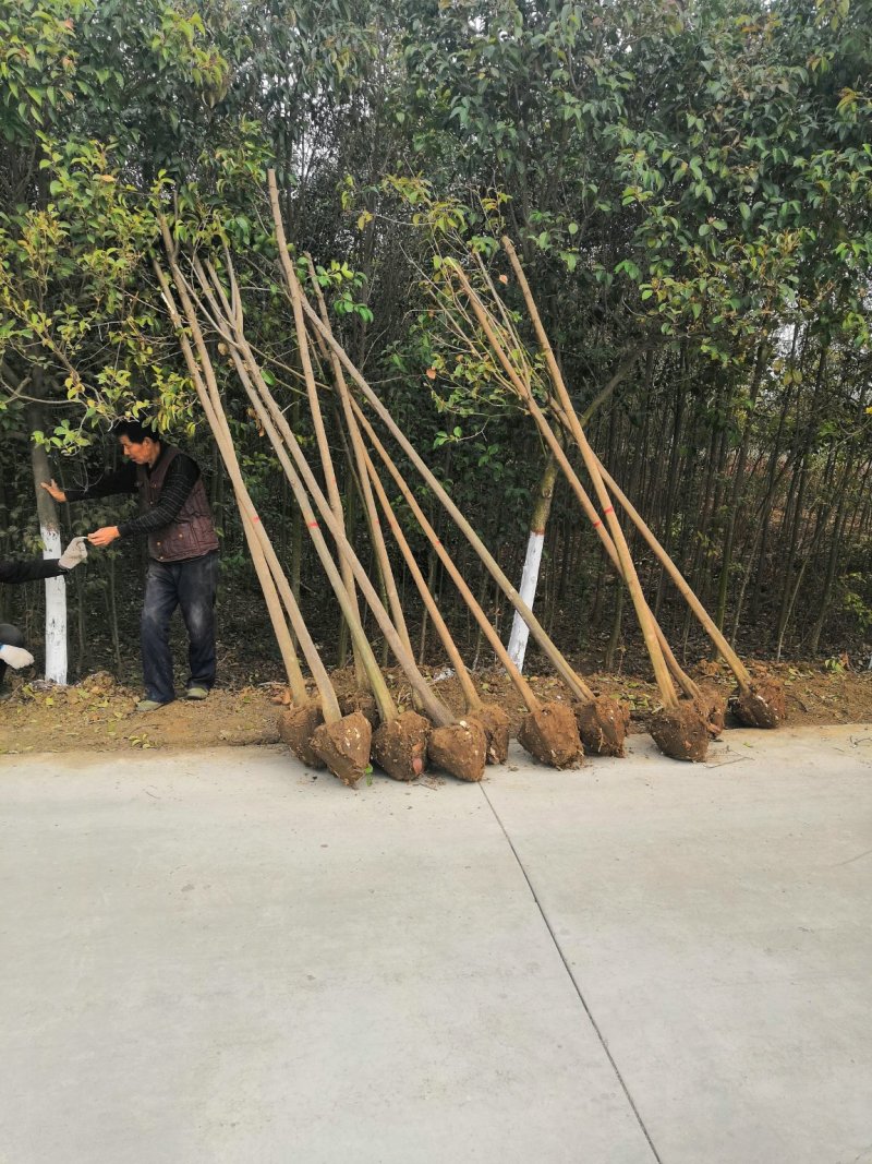 【热卖】大叶女贞，可视频看货，支持线上交易
