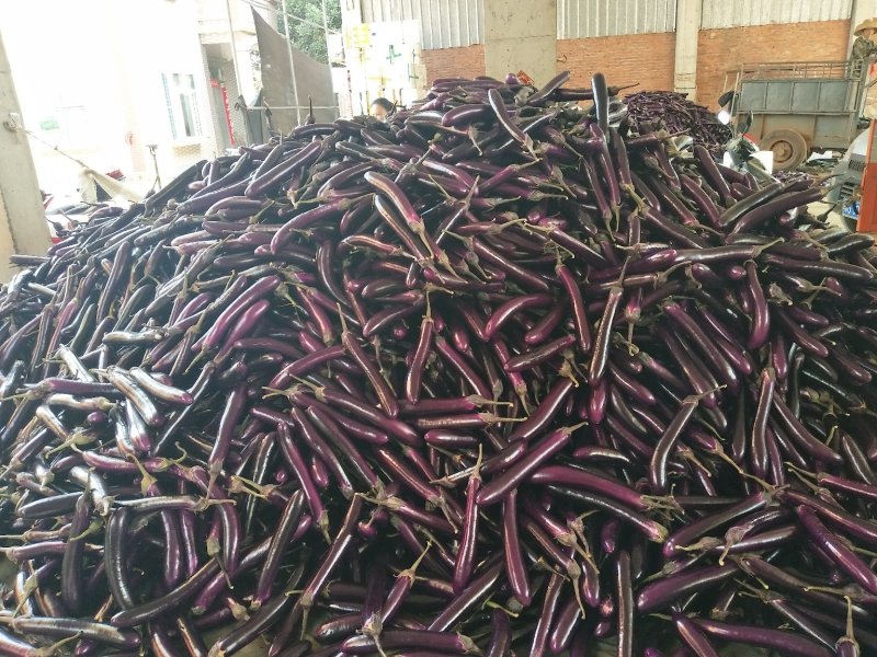 茄子，广东湛江紫红长茄(供市场批发，超市，食堂，工厂)