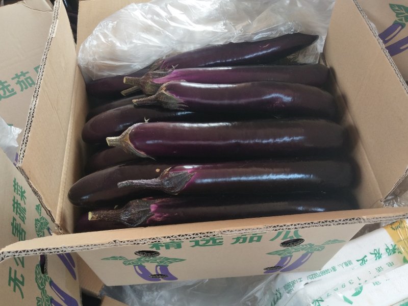 茄子，广东湛江紫红长茄(供市场批发，超市，食堂，工厂)