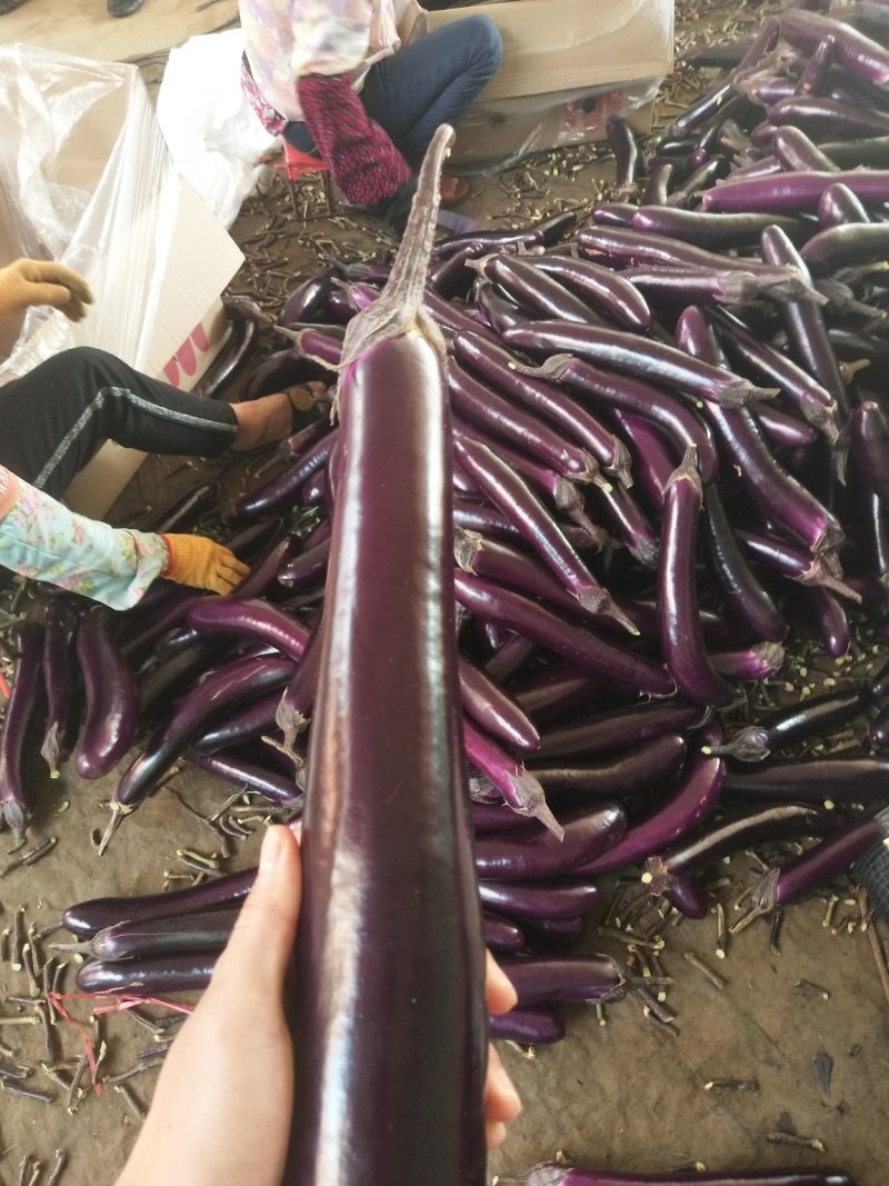 茄子，广东湛江紫红长茄(供市场批发，超市，食堂，工厂)