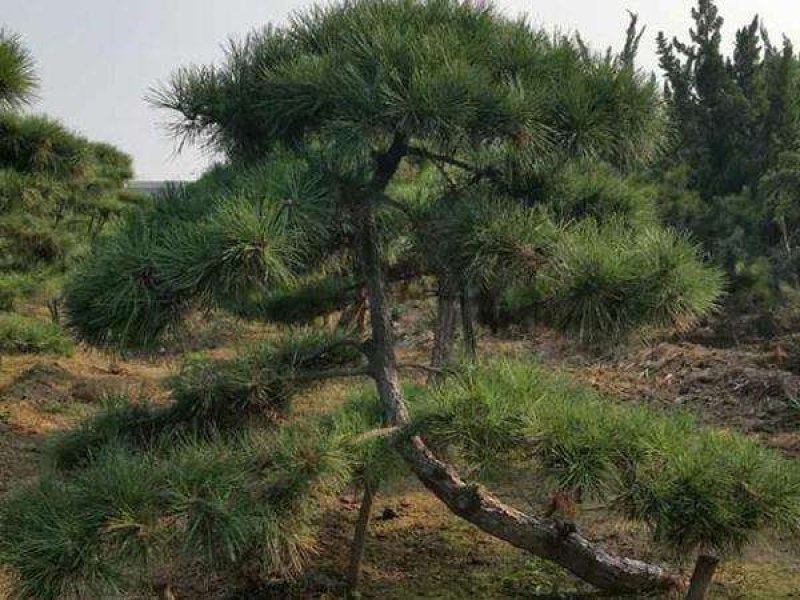 大量油松、黑松、侧柏