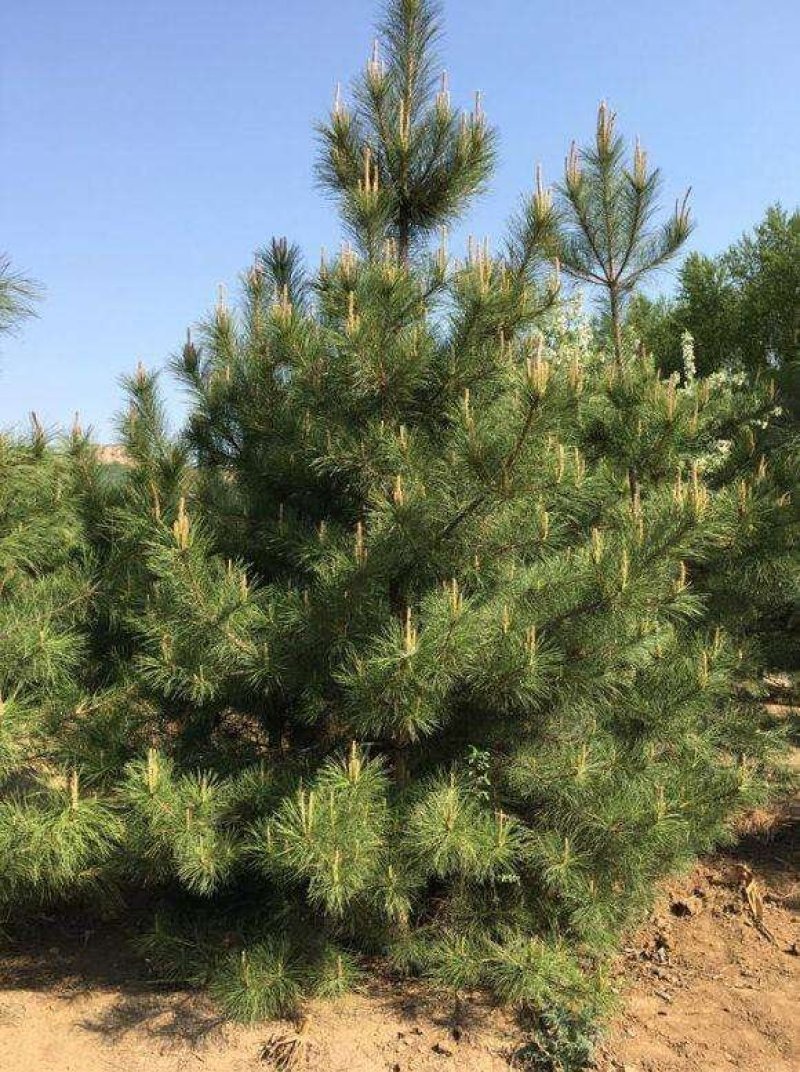 大量油松、黑松、侧柏