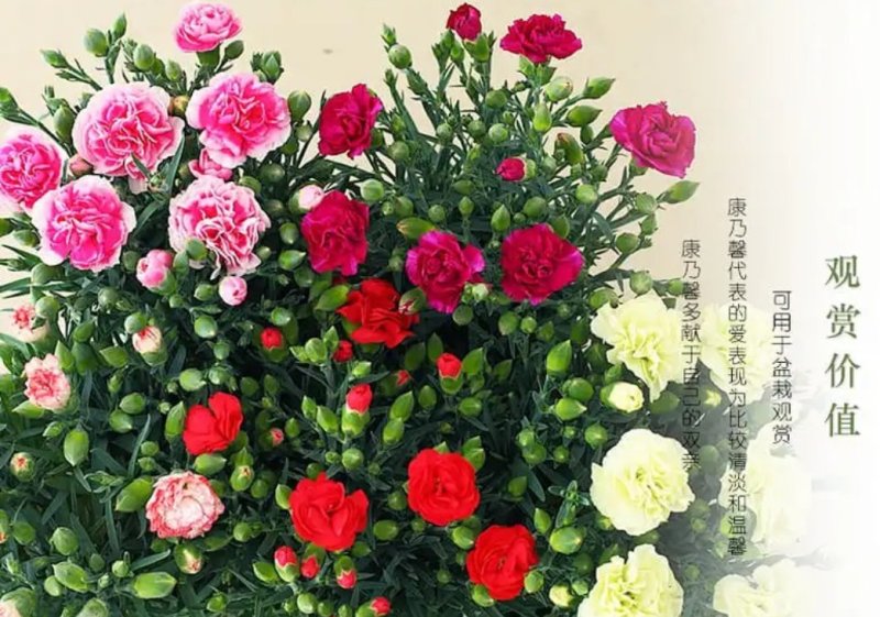 康乃馨盆栽花苗带花苞四季开花不断室内阳台花卉植物母亲节