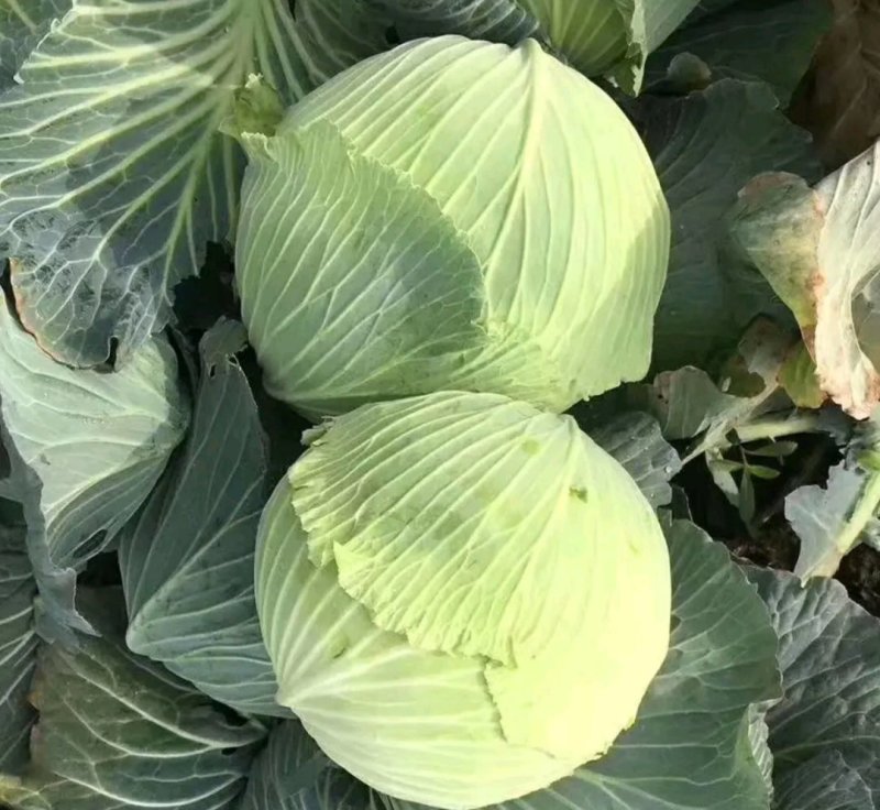 精品扁包东升扁包新野包菜价格便宜，新鲜采摘，保质保量
