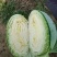 精品扁包东升扁包新野包菜价格便宜，新鲜采摘，保质保量
