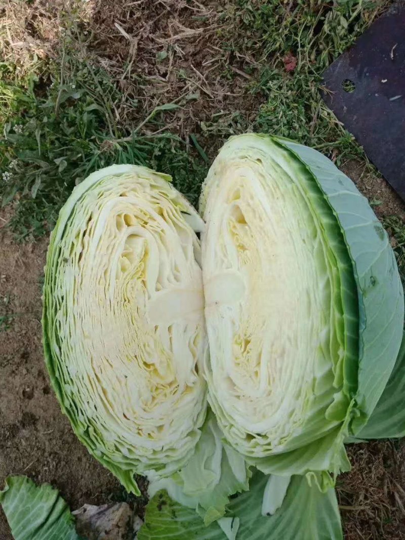 精品扁包东升扁包新野包菜价格便宜，新鲜采摘，保质保量