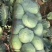 精品扁包东升扁包新野包菜价格便宜，新鲜采摘，保质保量