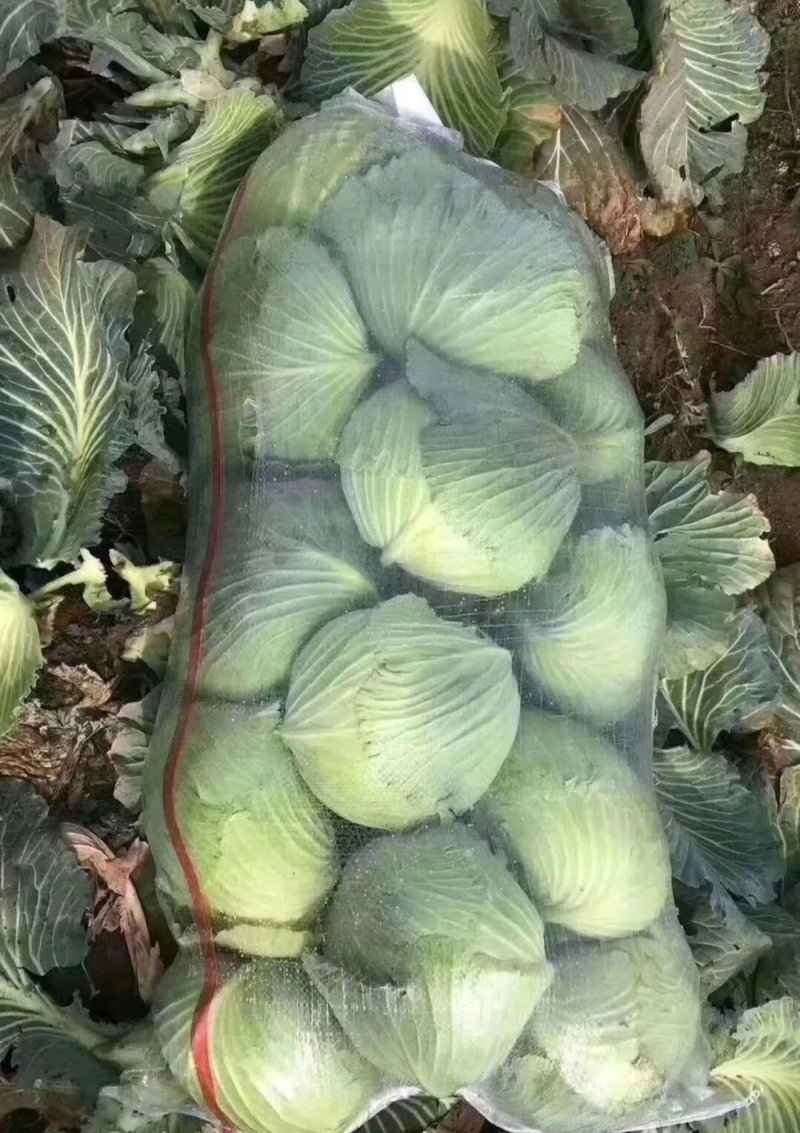 精品扁包东升扁包新野包菜价格便宜，新鲜采摘，保质保量