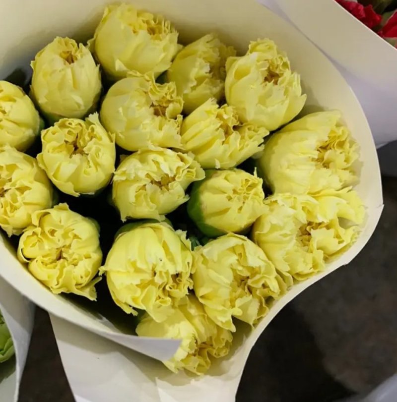康乃馨盆栽花苗带花苞四季开花不断室内阳台花卉植物母亲节