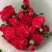 康乃馨盆栽花苗带花苞四季开花不断室内阳台花卉植物母亲节