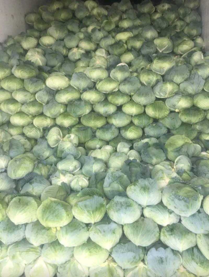 精品扁包东升扁包新野包菜价格便宜，新鲜采摘，保质保量
