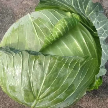 精品扁包东升扁包新野包菜价格便宜，新鲜采摘，保质保量