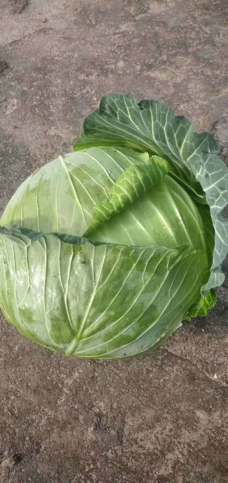 精品扁包东升扁包新野包菜价格便宜，新鲜采摘，保质保量