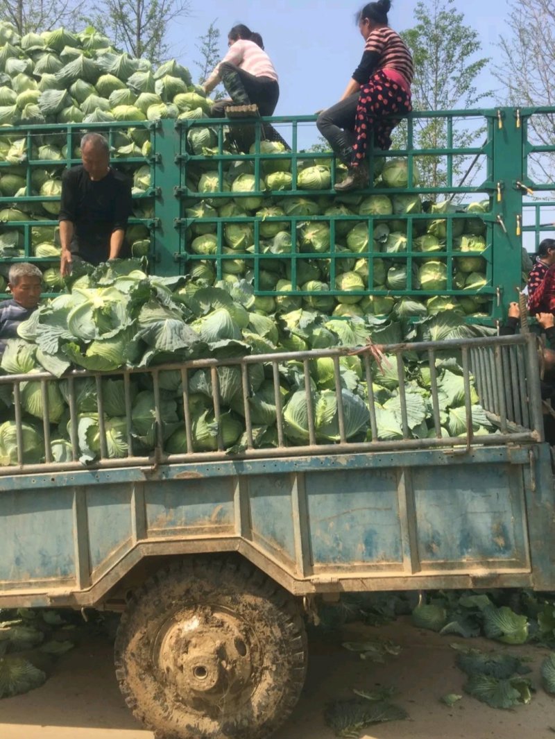 精品扁包东升扁包新野包菜价格便宜，新鲜采摘，保质保量