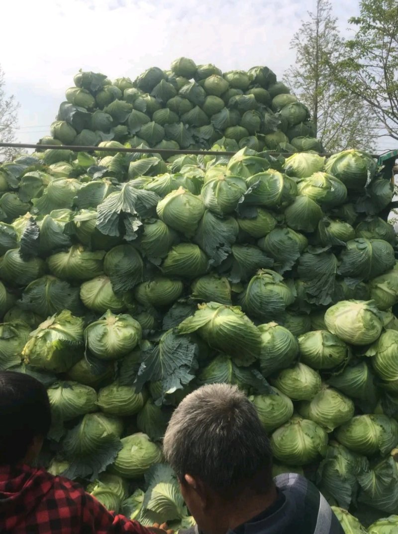 精品扁包东升扁包新野包菜价格便宜，新鲜采摘，保质保量