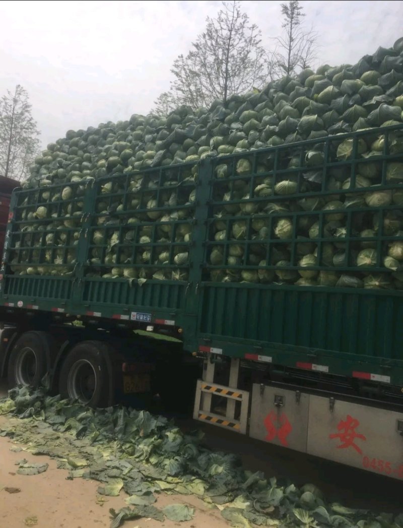 精品扁包东升扁包新野包菜价格便宜，新鲜采摘，保质保量
