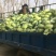 精品扁包东升扁包新野包菜价格便宜，新鲜采摘，保质保量