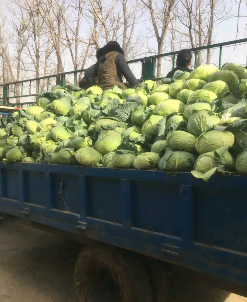 精品扁包东升扁包新野包菜价格便宜，新鲜采摘，保质保量