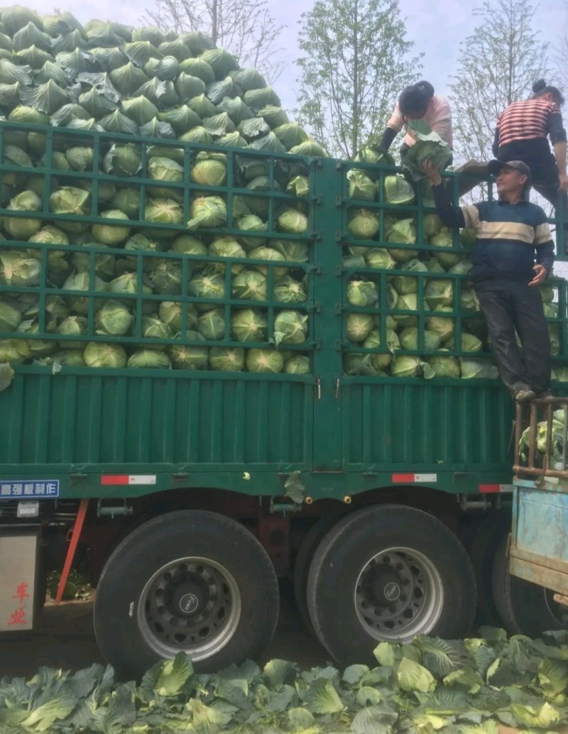 精品扁包东升扁包新野包菜价格便宜，新鲜采摘，保质保量
