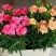 康乃馨盆栽花苗带花苞四季开花不断室内阳台花卉植物母亲节