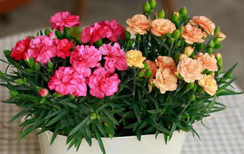 康乃馨盆栽花苗带花苞四季开花不断室内阳台花卉植物母亲节