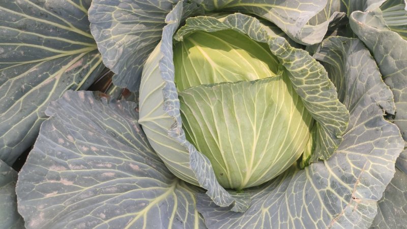 精品扁包东升扁包新野包菜价格便宜，新鲜采摘，保质保量