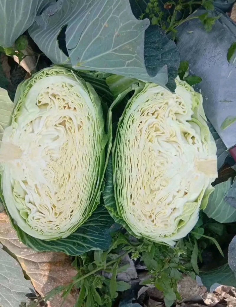精品扁包东升扁包新野包菜价格便宜，新鲜采摘，保质保量
