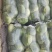 精品扁包东升扁包新野包菜价格便宜，新鲜采摘，保质保量