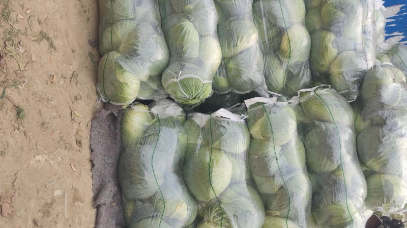 精品扁包东升扁包新野包菜价格便宜，新鲜采摘，保质保量