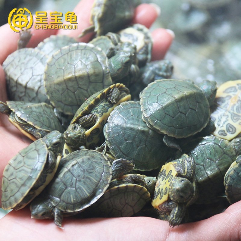 [巴西龟]巴西龟苗宠物观赏龟