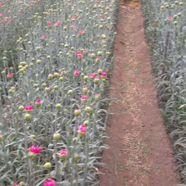 帮助乡亲们卖康乃馨，宁夏银川兴庆区康乃馨种植基地。