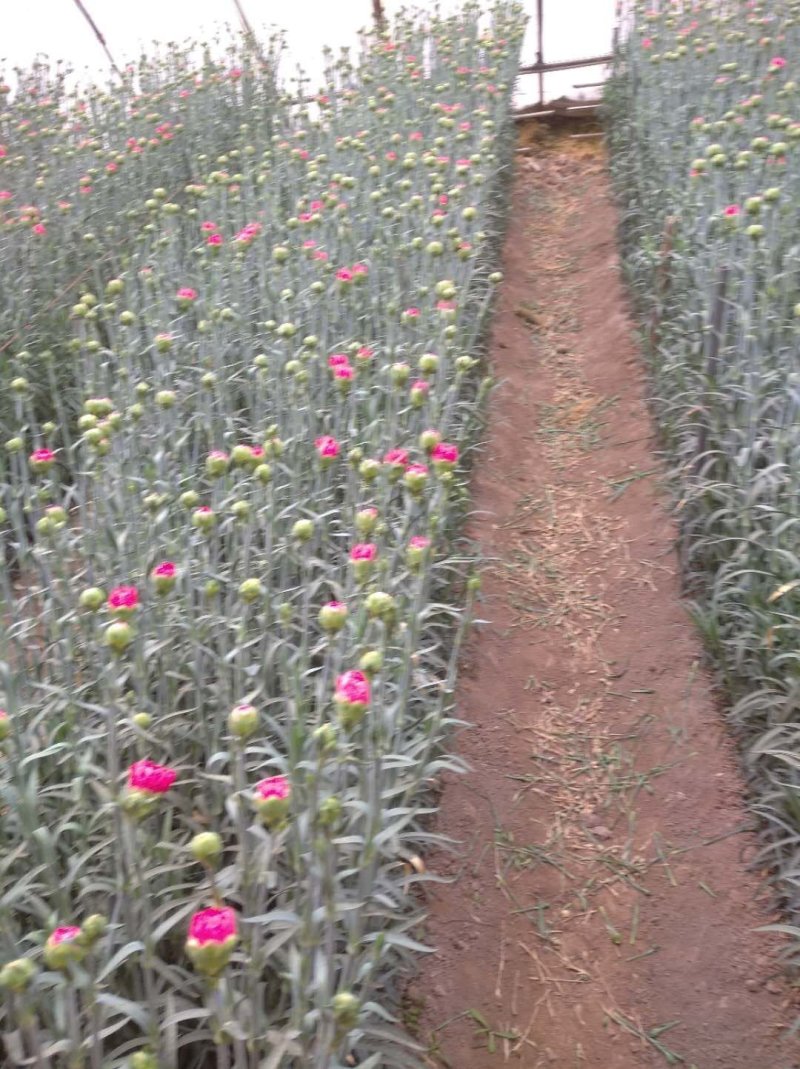 帮助乡亲们卖康乃馨，宁夏银川兴庆区康乃馨种植基地。