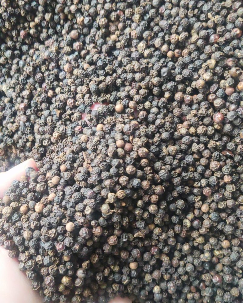 （包邮）精品黑胡椒产地直销零售批发均可