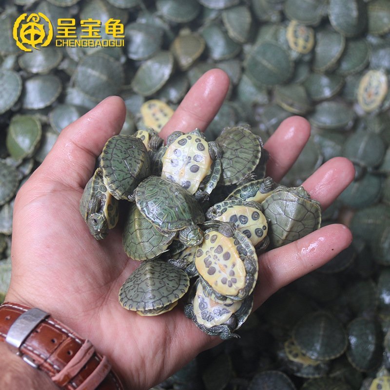 [巴西龟]巴西龟苗宠物观赏龟