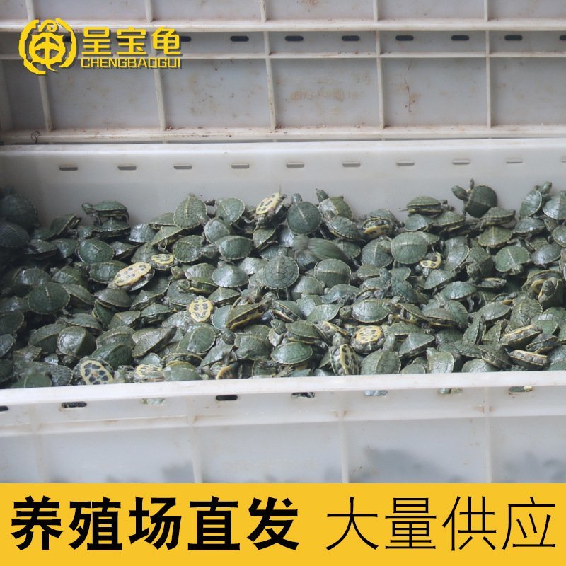 [巴西龟]巴西龟苗宠物观赏龟