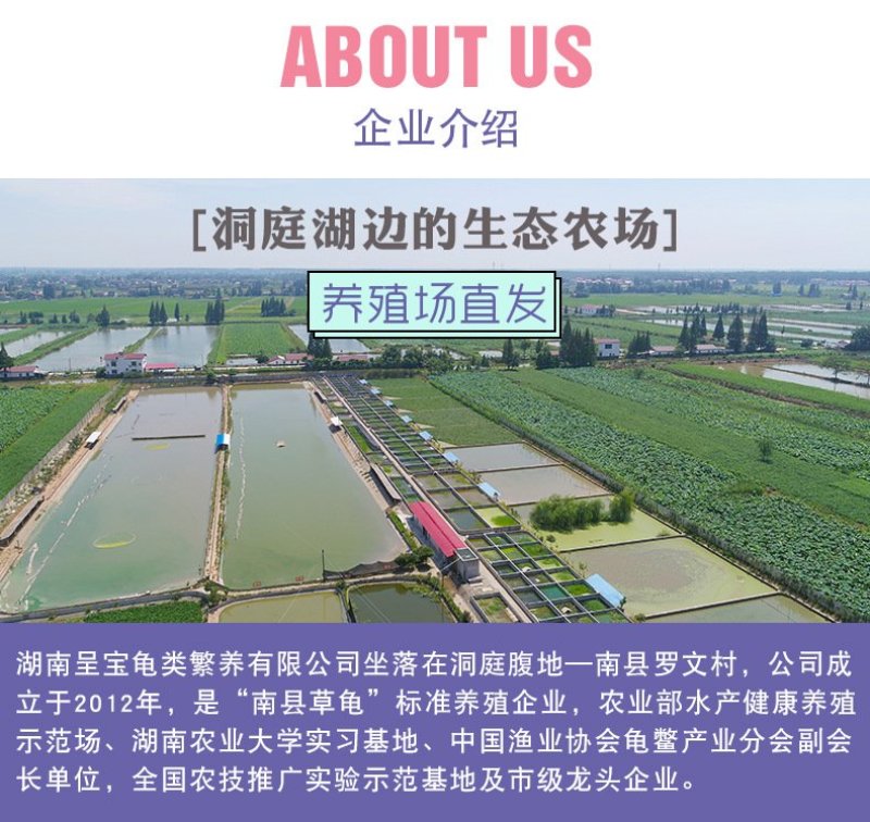 [巴西龟]巴西龟苗宠物观赏龟