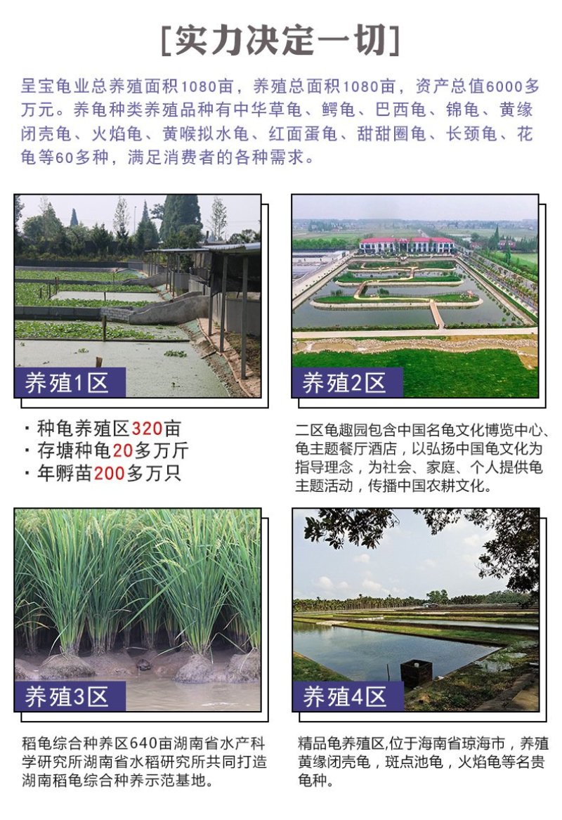 [巴西龟]巴西龟苗宠物观赏龟