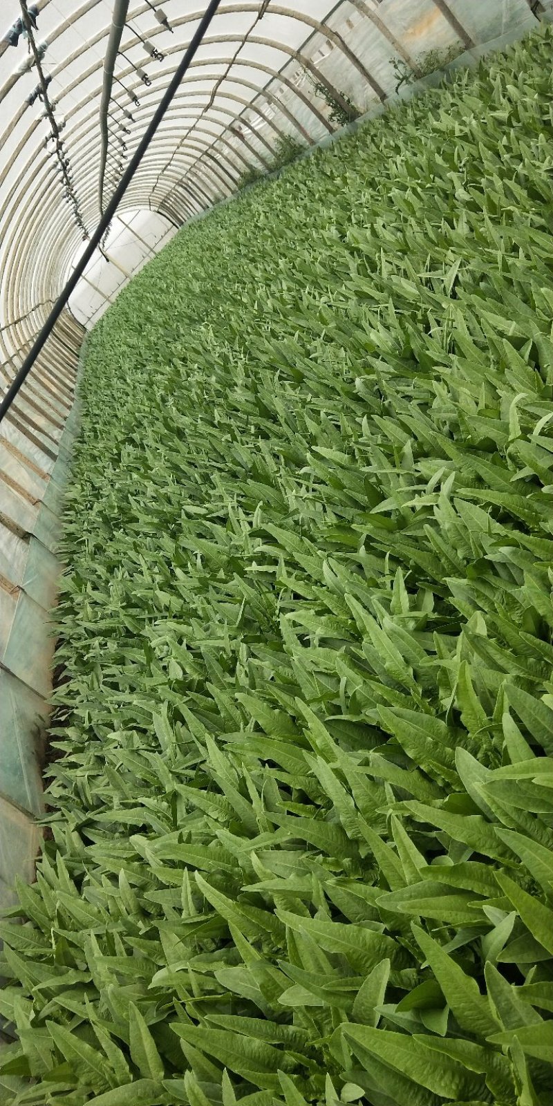油麦菜大量上市，现货13吨