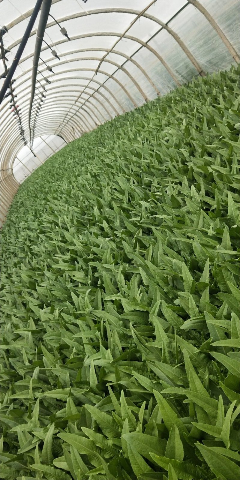 油麦菜大量上市，现货13吨