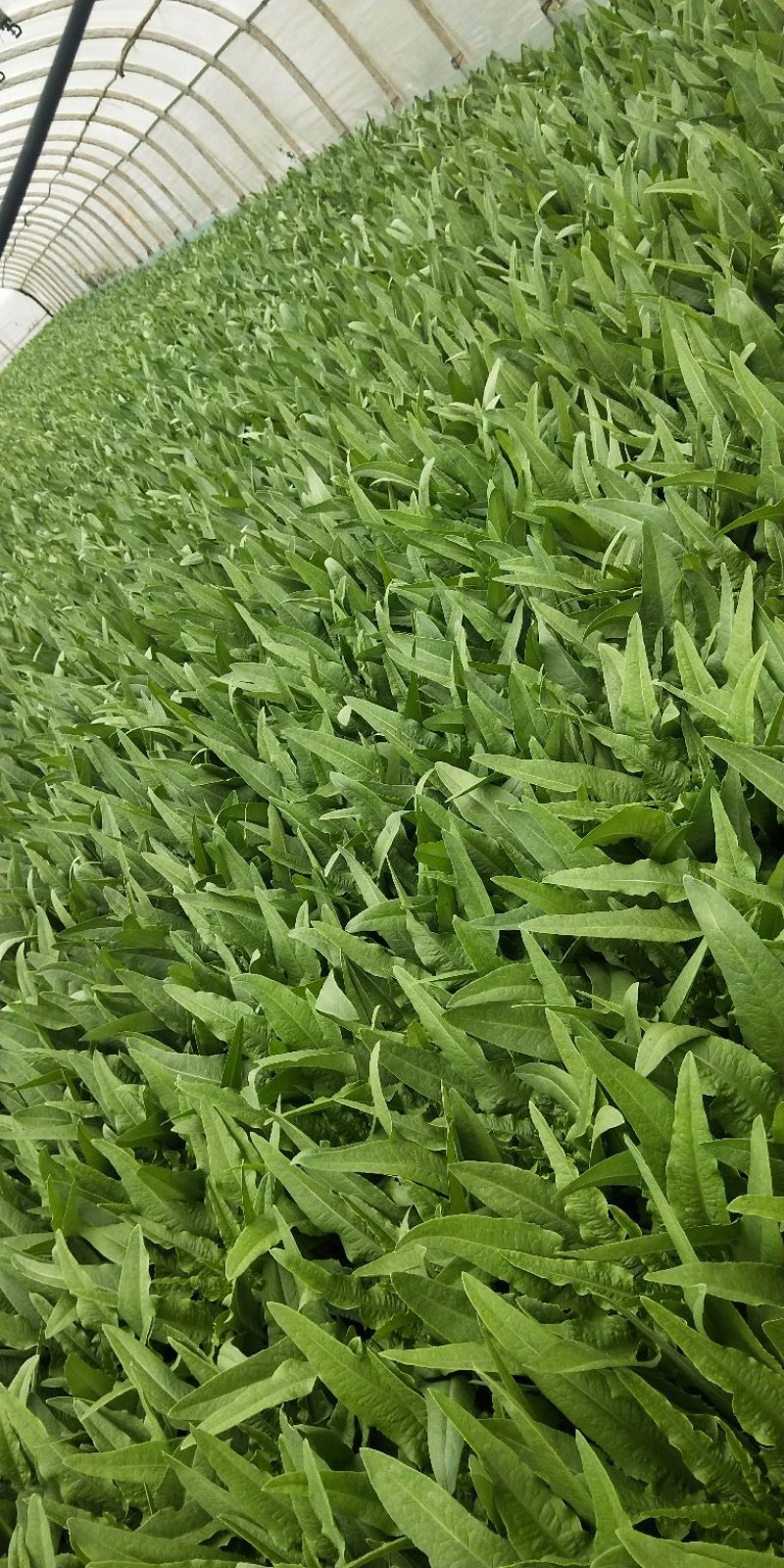 油麦菜大量上市，现货13吨