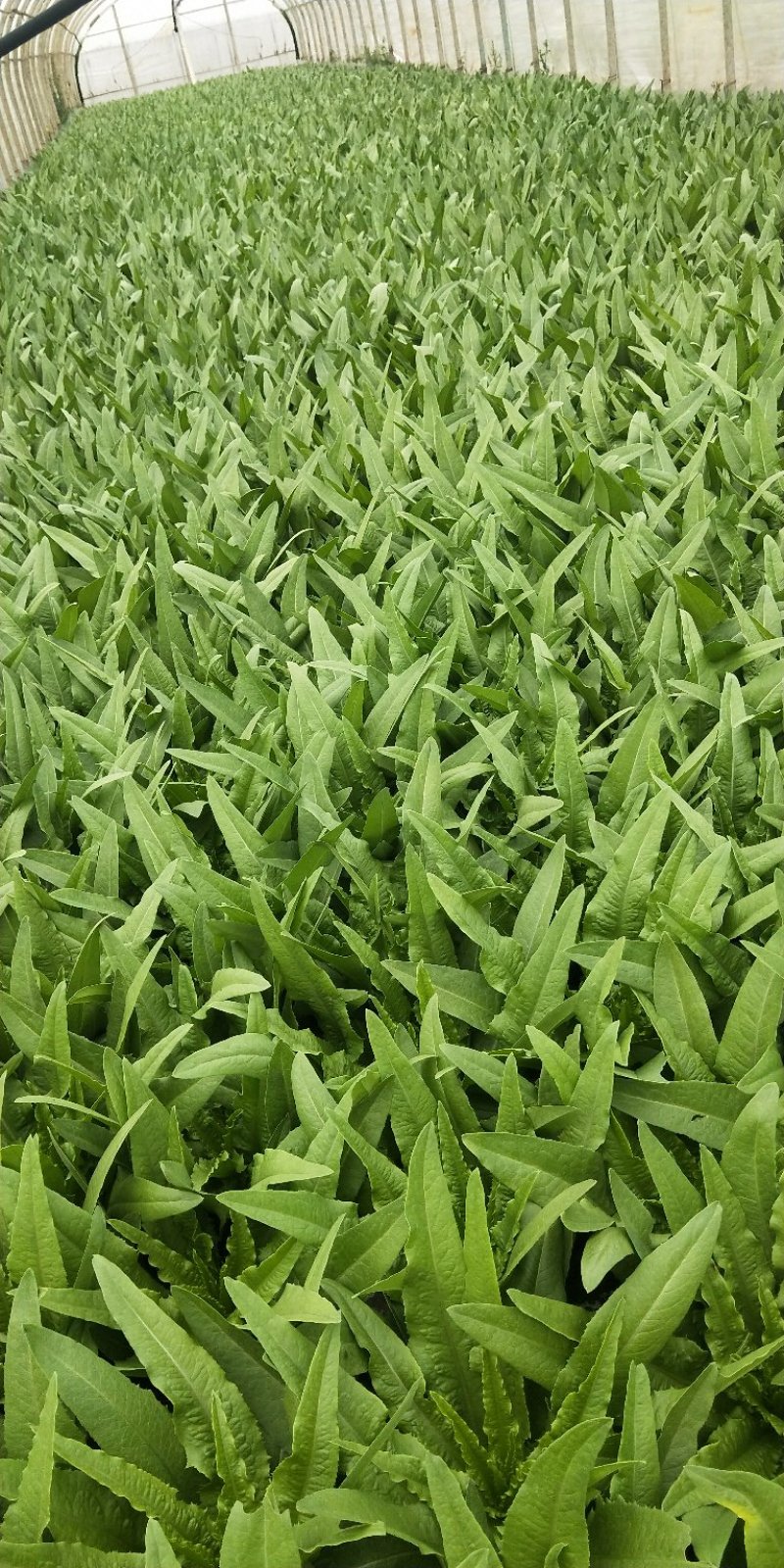 油麦菜大量上市，现货13吨