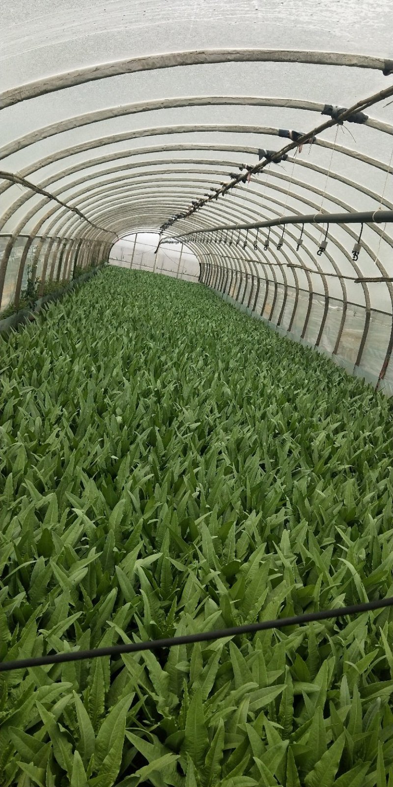 油麦菜大量上市，现货13吨
