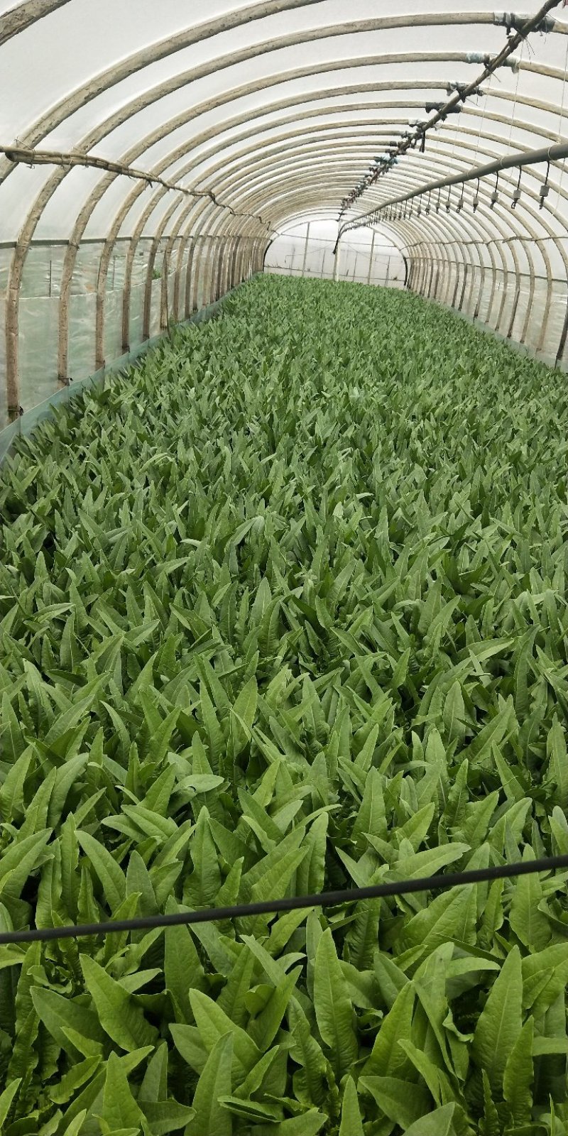 油麦菜大量上市，现货13吨