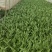 油麦菜大量上市，现货13吨